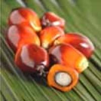 PalmOil